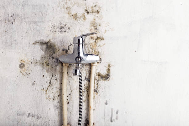 Best Mold Cleaning Services  in Woodbury, NY