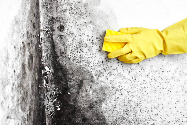 Crawl Space Mold Removal in Woodbury, NY