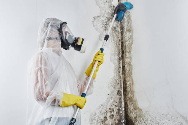Best Residential Mold Removal  in Woodbury, NY