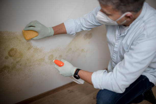 Best Home Mold Removal  in Woodbury, NY