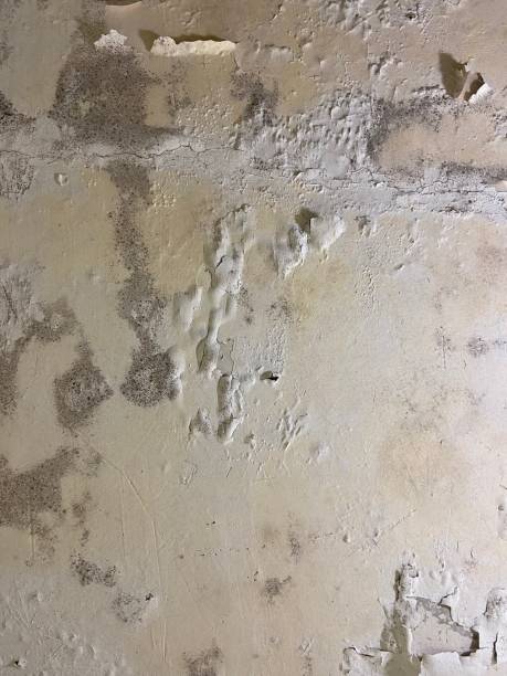 Home Mold Removal in Woodbury, NY