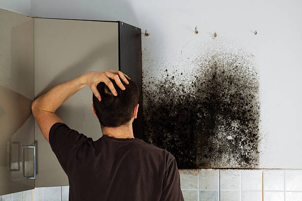 Best Emergency Mold Removal  in Woodbury, NY